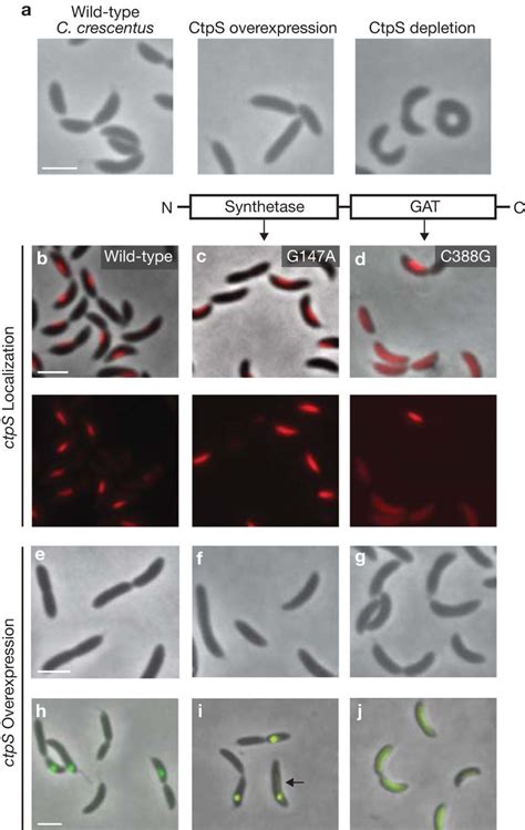 CtpS Regulates C Crescentus Cell Shape Independently Of Its Enzymatic