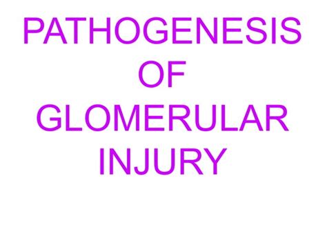 The Kidney Glomerular Diseases Ppt