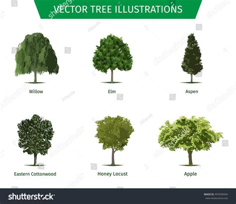 Different Tree Sorts Names Illustrations Tree