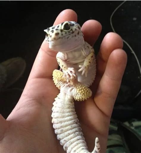 Incredibly Cute Geckos Cute Gecko Cute Lizard Baby Lizards