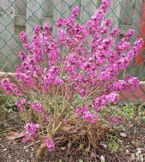 Daphne Mezereum Rubra Poisonous Plants Pop Out Garden Plants