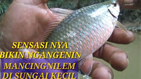 Alhamdulillah Jackpot Perdana Ikan NILEM Aakfishingadvanture