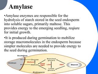 enzymatic activity  seed germinationpptx