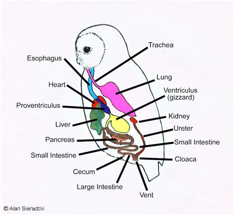 Barn Owl Digestive System Diagram Digestive Barn Txt Bwh