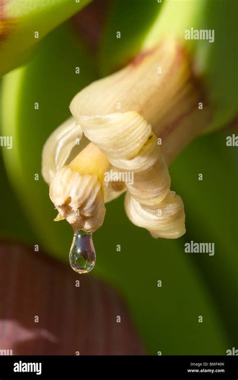 Drop of nectar on banana flower Stock Photo: 29835923 - Alamy