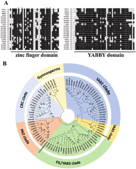 Sequence Analysis Of Plant Yabby Genes A Protein Sequence Alignment Download Scientific