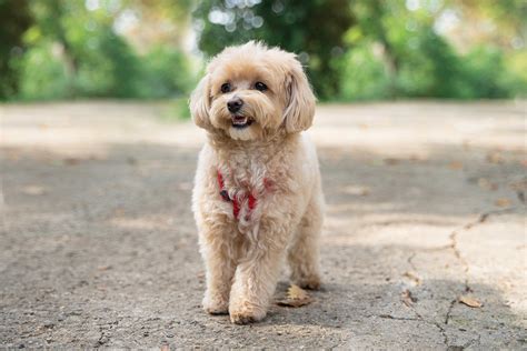 Maltipoo Dog Breed Health and Care | PetMD