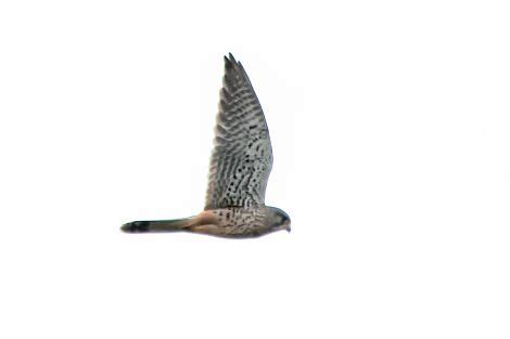 Kestrel Falco Tinnunculus Irish Birding