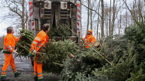 Entsorgung der Weihnachtsbäume