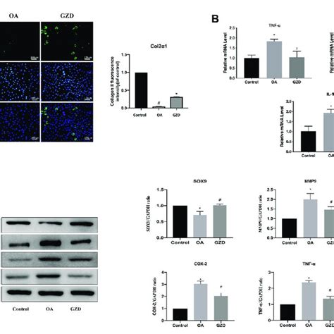 Analysis Of The Tnf Signaling Pathway Changes In Chondrocytes A