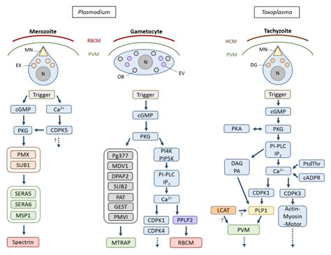 Pathways of host cell exit by intracellular pathogens