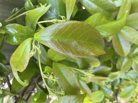 Whats Wrong With My Star Jasmine — Bbc Gardeners World Magazine