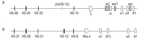 Controlling α Globin A Review Of α Globin Expression And Its Impact On