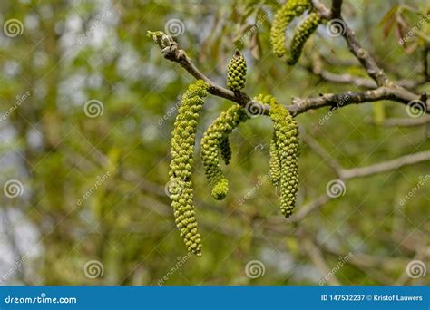 Close Up of Green Drooping Male Catkins of a Black Walnut Tree in Springtime - Juglans Nigra ...