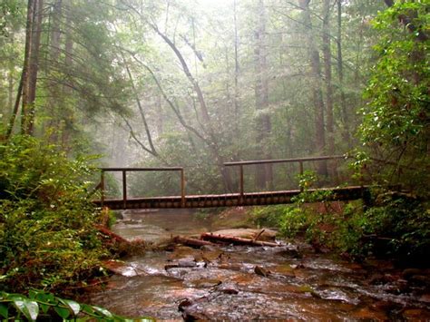 The Most Incredible Forest In Georgia