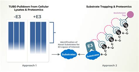 E3 Ligase Substrate ID - LifeSensors