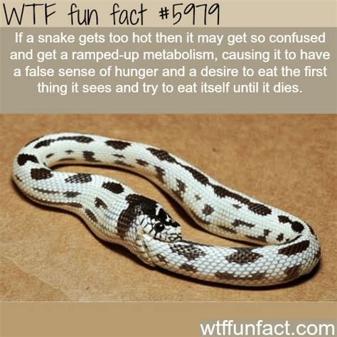 a snake will eat itself when it gets too hot wtf