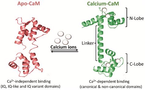 Biomolecules Free Full Text Phytochemical Interactions With