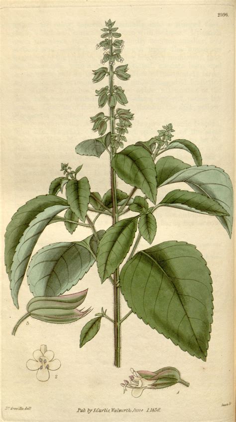 Ocimum Campechianum Images Useful Tropical Plants