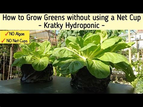 Hidroponik Tanpa Menggunakan Net Pot How To Grow Greens Without Using