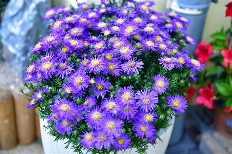 Aster im Topf ideale Pflanze für Ihren Balkon