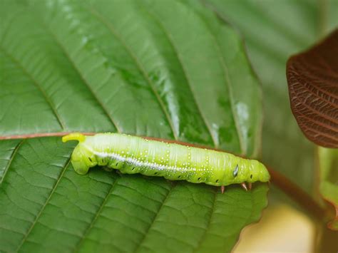 Big Green Caterpillars On The Leaves The Pests Eat And Damage