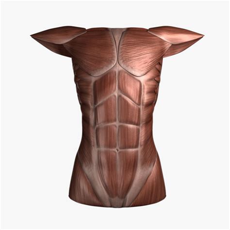 Escultura De Torso Femenino Modelo D Fbx Obj Max Free D