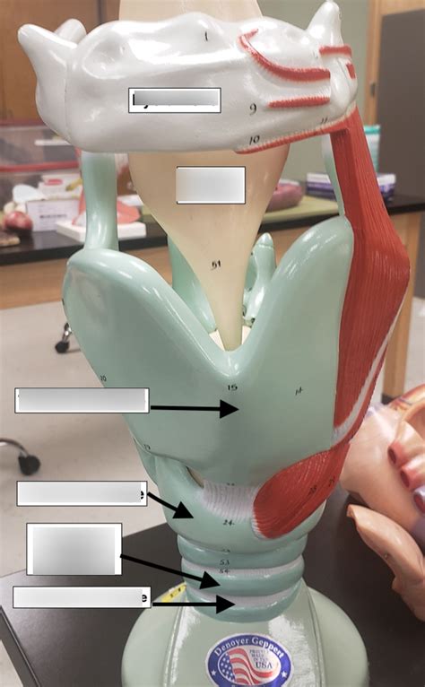 Larynx Anterior View Diagram Quizlet