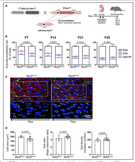 Figure 2 From ROR2 PCP A New Pathway Controlling Endothelial Cell