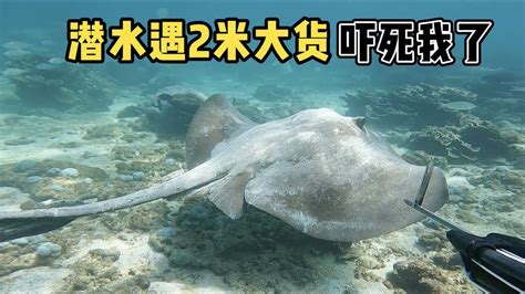 《环球探海记》阿曼 第46天：今天带粉丝朋友潜水赶海，收获1条超大的猪齿鱼！ 自由潜渔猎 阿曼马西拉岛 环球赶海旅行 Youtube