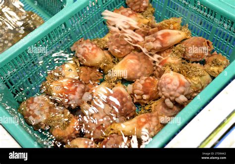 Seafood At The Fish Market In Korea Stock Photo Alamy