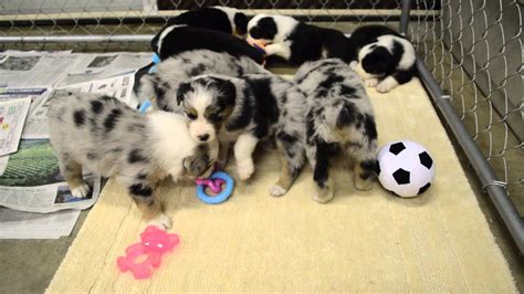 Four Week Old Australian Shepherd Puppies Youtube