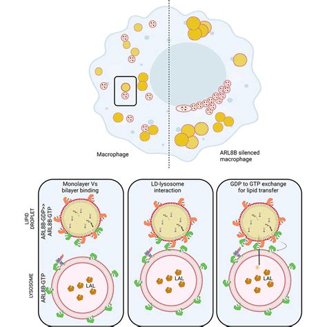 Arl8b Mediates Lipid Droplet Contact And Delivery To Lysosomes For