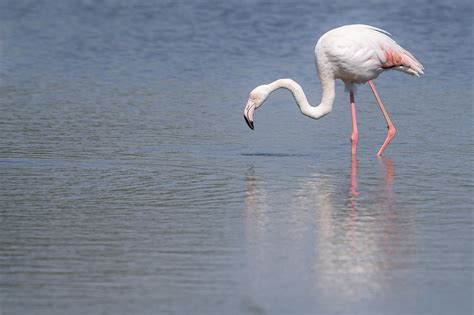 Flamenc Flamenco Comun Greater Flamingo Fkamant Rose Flickr