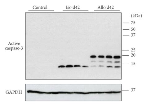 Caspase-3 activation. Changes in the activation of caspase-3 were ...