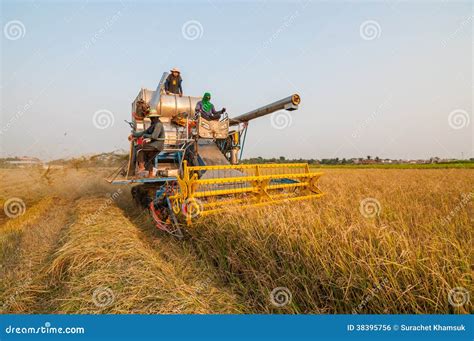 Farmer Harvesting Rice In Paddy Field With Harvest Car Editorial Photo