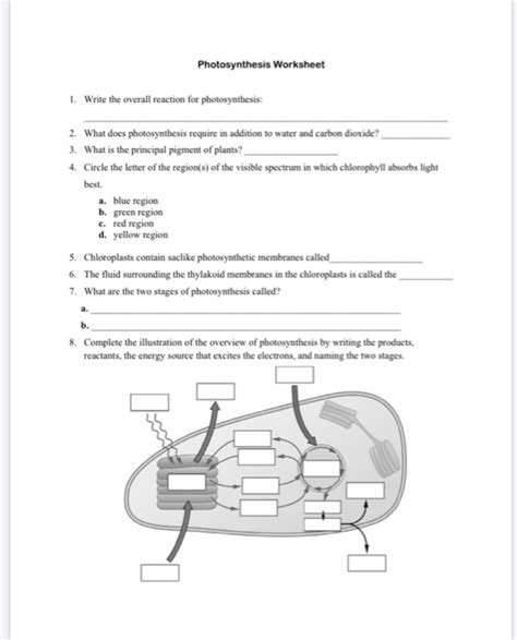 Photosynthesis Overview Worksheets