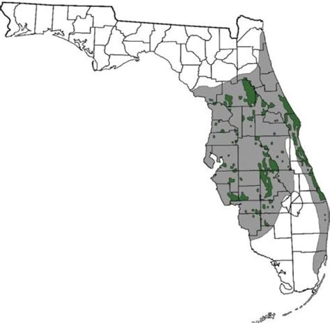 Essential Importance of the Florida Scrub-Jay Trail | Laura's Conservation Big Year: 2013