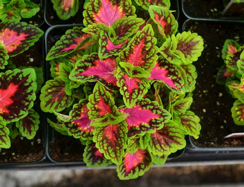 Coleus Solenostemon Scutellarioides Eruption From Hillcrest Nursery