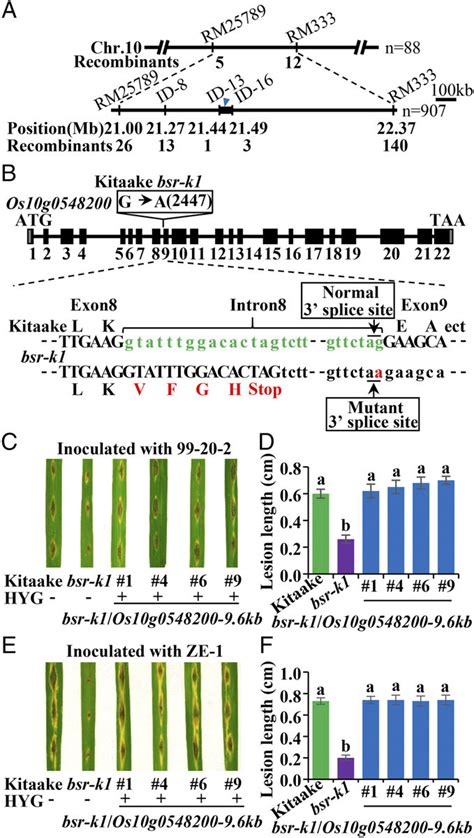 Positional Cloning Of Bsr K A Fine Mapping Of The Bsr K Locus The