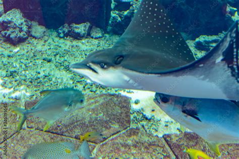 Fotka The Ocellated Eagle Ray Aetobatus Ocellatus Is A Species Of