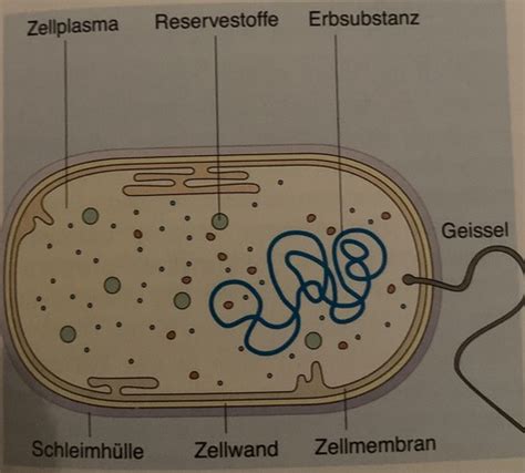 Biologie Bakterien Flashcards Quizlet