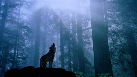 #wolf #twilight #forest #darkness #1080P #wallpaper #hdwallpaper # ...