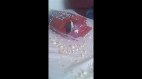 Guinea Pig Attacks A Bag Of Popcorn In An Whirlwind Frenzy