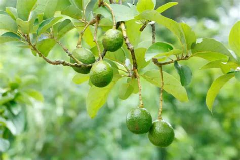 How to Propagate Avocado From Cuttings - Grow Serenity