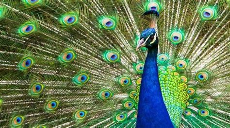 What Sound Does A Peacock Make Digital Global Times