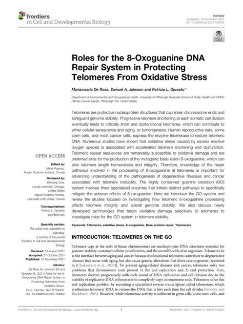 Roles For The 8 Oxoguanine Dna Repair System In Protecting Telomeres