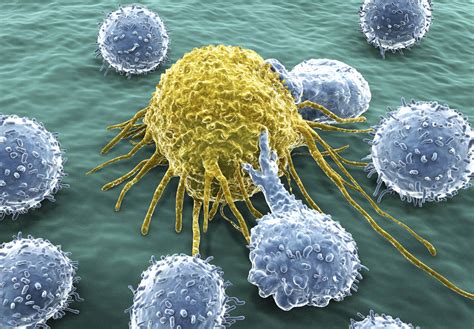 How The Immune System Fights Cancer Doctors Beyond Medicine