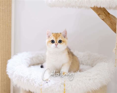 British Shorthair Kittens For Sale | Singapore Cattery | CatzillaSG