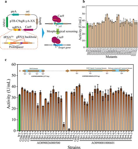 Effect Of Target Gene Mutation On Expression Of α Amylase In A Oryzae